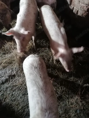 Vor să schimbe locația  - imagine 3