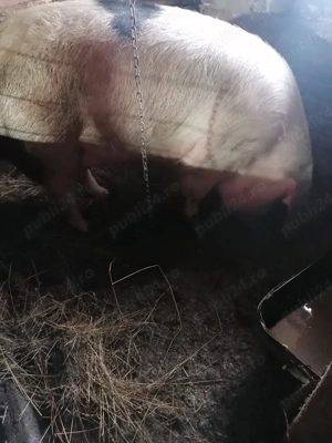 Scroafa vrea să schimbe locația  - imagine 2