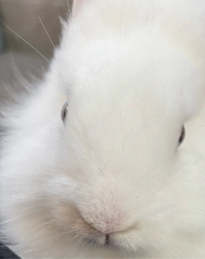 Vând iepure cap de leu  - imagine 3