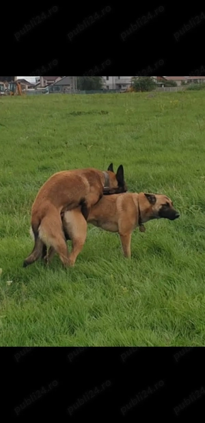 ciobanesc belgian  - imagine 5