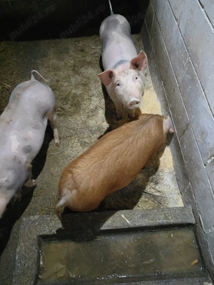 Vând 2 scrofite petrean - imagine 4