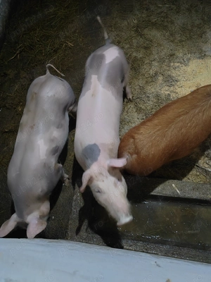 Vând 2 scrofite petrean - imagine 3