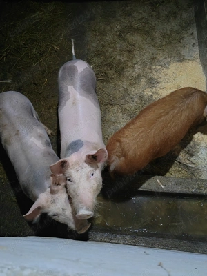 Vând 2 scrofite petrean - imagine 2