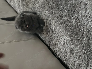 Pisicuțe scotish fold