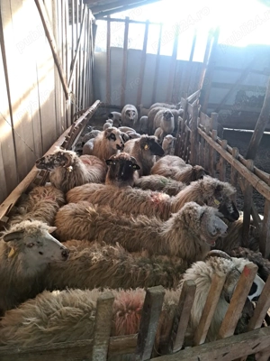 Vând 30 de oi cu tot cu miei - imagine 3
