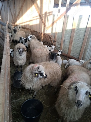 Vând 30 de oi cu tot cu miei - imagine 4