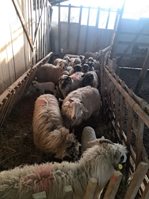 Vând 30 de oi cu tot cu miei - imagine 2