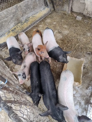 Vand purcei si soldani - imagine 5