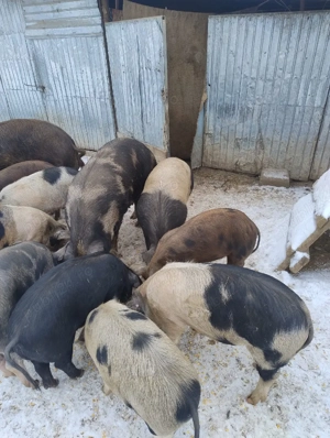 Vand purcei si soldani - imagine 4