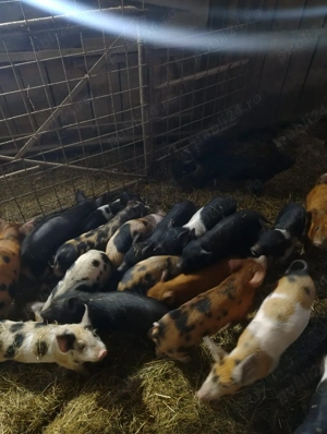 Vand purcei si soldani - imagine 3