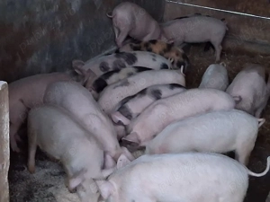 vând 12 purcei de 9 săptămâni 
