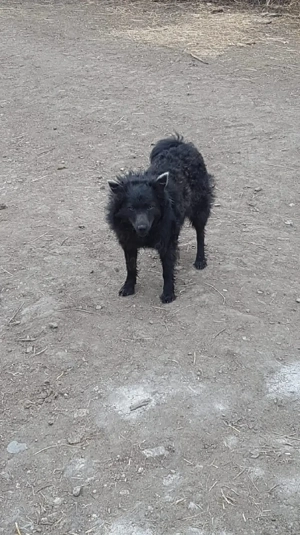 Cățel de întors oi - imagine 3