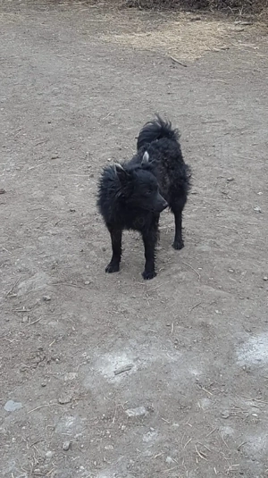 Cățel de întors oi - imagine 2