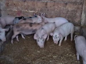 vând 9 purcei de 10-11 săptămâni 