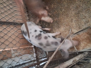 Vind purcea de 6 luni pt.reproductie pret 100 llei si un soldanel  rosu oricare ,impreuna sau separa - imagine 5