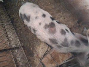 Vind purcea de 6 luni pt.reproductie pret 100 llei si un soldanel  rosu oricare ,impreuna sau separa - imagine 4