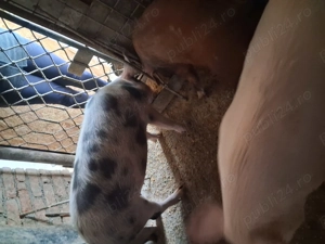 Vind purcea de 6 luni pt.reproductie pret 100 llei si un soldanel  rosu oricare ,impreuna sau separa - imagine 2