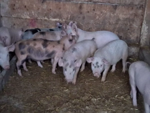 vând 9 purcei de 10-11 săptămâni  - imagine 2