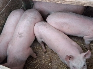 vând 5 purcei de 11 săptămâni  - imagine 2