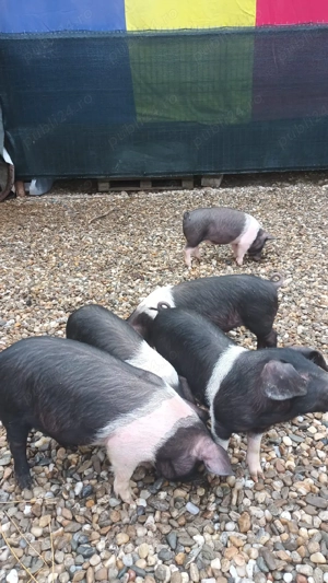 Purcei Bazna - imagine 2