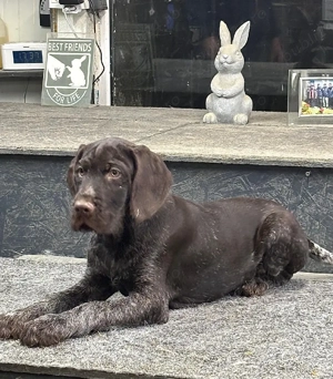 Brac sârmos german - imagine 5