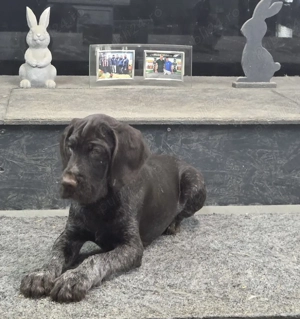 Brac sârmos german - imagine 2