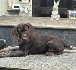 Brac sârmos german - imagine 3