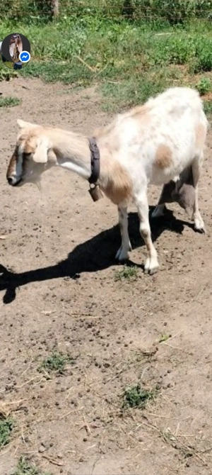 Capra 3 l la mulsoare  - imagine 3