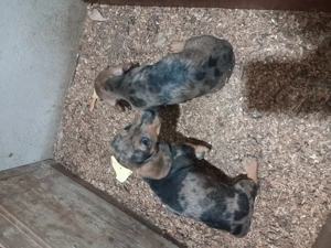 Căței Teckel Arlechin teckel dachshund  - imagine 3