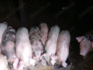 Purcei de vânzare. - imagine 2