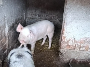 porci de vânzare  - imagine 3