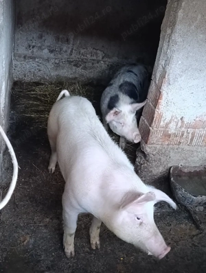 porci de vânzare  - imagine 4