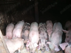 Purcei de vânzare. - imagine 3