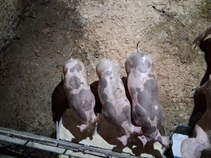 Vând purcei Petrean belgian 