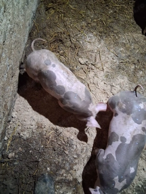 Vând purcei Petrean belgian  - imagine 5