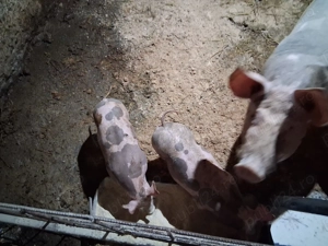 Vând purcei Petrean belgian  - imagine 4