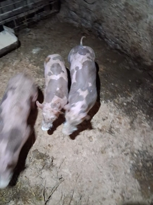 Vând purcei Petrean belgian  - imagine 3