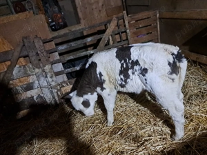 vind o vitea belga de aproape 2 saptamini. - imagine 2