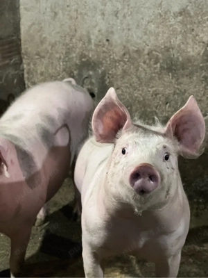 Porci pietrain de vânzare - imagine 3