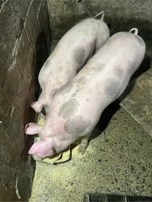 Porci pietrain de vânzare - imagine 5