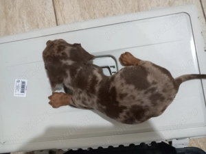Căței Teckel Arlechin teckel dachshund 