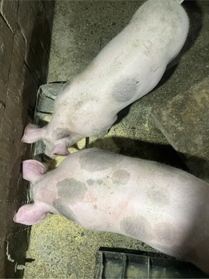 Porci pietrain de vânzare - imagine 2