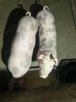 Porci pietrain de vânzare - imagine 4