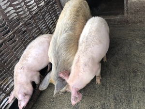Porci de vânzare - imagine 4