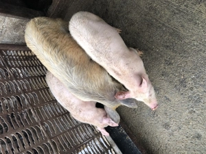 Porci de vânzare - imagine 3