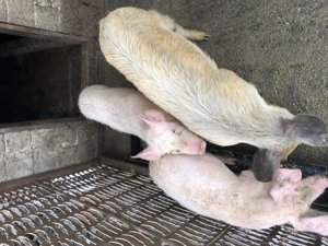 Porci de vânzare - imagine 2