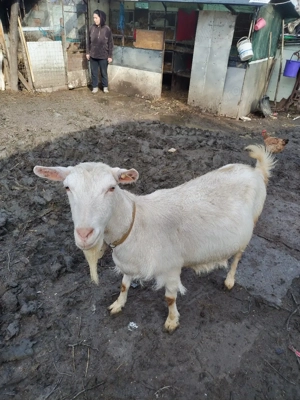 Capre de vinzare - imagine 3