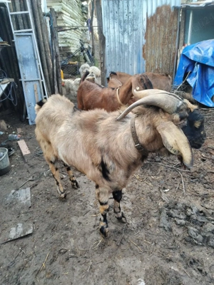 Capre de vinzare - imagine 4