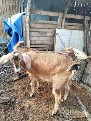 Capre de vinzare - imagine 5