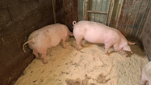 Porc în jur de 80kg de vânzare (Petrain cu Marele Alb)